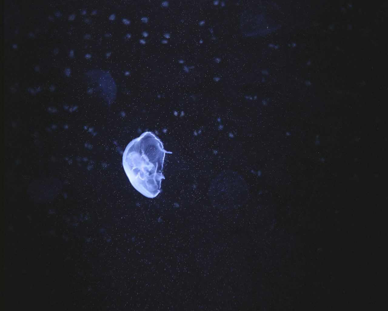 Five Nights, Aquarium 12