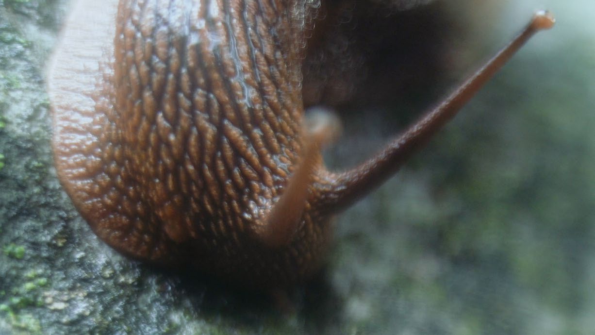 SubSurface saṃsvedaja 7